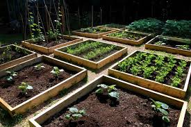 Et Si Vous Essayiez Un Potager Sureleve Avec Images Potager Sureleve Jardin Sureleve Jardin En Carre
