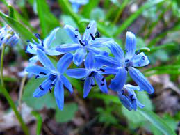 Ich kenne wirklich keine andere blume, die so intensiv blau ist wie die scilla siberica. Scilla Blaustern Szilla Kostenloses Foto Auf Pixabay