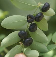 Image result for Phyllanthus reticulatus