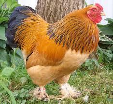 See full list on homesteadfowl.com The Brahma Is A Large Breed Of Chicken Developed In The United States From Very Large Birds Imported From The Ch Buff Brahma Chicken Brahma Chicken Buff Brahma