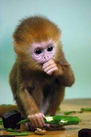 Celebrating Monkey Day With Awwdorable Monkey Pics Cute Baby Monkey Cute Monkey Cute Animals