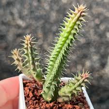 Image result for Huernia kirkii