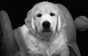 Please contact the breeders below to find golden retriever puppies for sale in california the white golden retriever, also called the english cream golden retriever, might appear to be a different species than its tawny american cousin. Golden Sensation Kennel English Golden Retriever Puppies