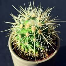 2,432 likes · 4 talking about this. áˆ Todo Sobre Cactus Y Suculentas 2021