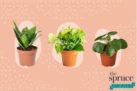 The best flower delivery services in 2021. The 7 Best Places To Buy Plants Online