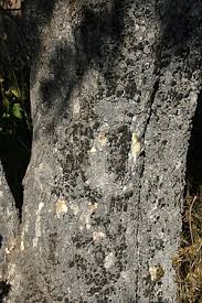 Image result for Strychnos pungens