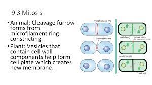 This video explain the difference between cytokinesis of plant and animal cell. Chapter 9 Cell Cycle And Cellular Reproduction Ap