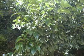 Image result for Pseudolachnostylis maprouneifolia