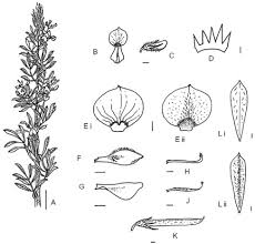Image result for Indigofera velutina
