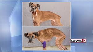 I don't see why they could not take the dog away yet. Emaciated Dog Progressing Through Recovery Gained 20 Lbs In 2 Weeks Wkrc