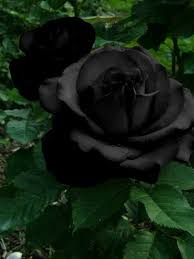 Pin On A Rose By Any Other Name