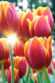 30 Fresh Ideas For Some Spring Fun Flowers Photography Beautiful Flowers Photography Amazing Flowers