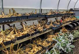 Learn how to maintain annual blooms. Digging Up Dahlia Tubers For Storage The Martha Stewart Blog