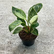 Image result for Filodendron Philodendron