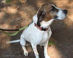 Check spelling or type a new query. American English Coonhound Information Dog Breed Information And Pictures