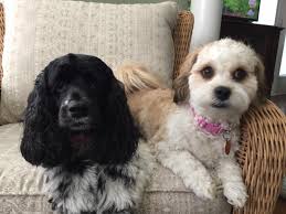 Veterinary Healthcare Associates Inc.