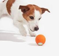 Wicked Ball SE: Smart Dog Toy | Playtime Fun