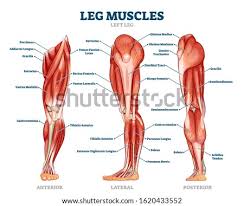 Vintage muscle anatomy images showing over 50 muscles of anterior and posterior aspect of the human body. Shutterstock Puzzlepix