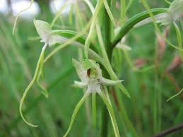 Image result for Habenaria schimperiana