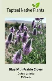 Image result for Tapinanthus constrictiflorus