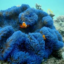 You Can Snorkel Straight Off The Beach At The Franklandislands And Find This Beautiful Electric Blue Anemone That Often Has A In 2020 Coral Reef Animals Fish Gif Fish