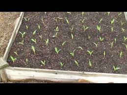 We did not find results for: 64 Corn Plants In A 4x4 Raised 16 Square Foot Bed Can It Be Done We Will See Youtube