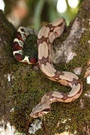 Boa Constrictor Constrictor From Suriname Wild Specimen Slanger
