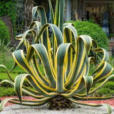 Image result for Agave