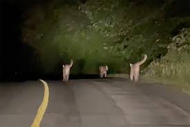 VIDEO: Clan of cougar cubs spotted on a late-night prowl in Mission - The  Abbotsford News