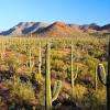 Southwest art, met buffels, tipi en cactus art design. Https Encrypted Tbn0 Gstatic Com Images Q Tbn And9gcrnfjvduw4k7yvqd9ybx 3af2vwau6ckwus Atokjbmmsljayfu Usqp Cau