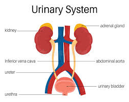 Urinary System Stock Vector Illustration Of Silhouette 19931478