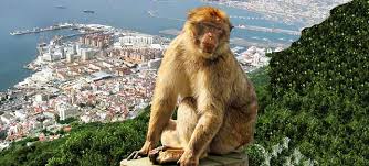 We did not find results for: Gibraltar Affenplage Am Verbrecherfels