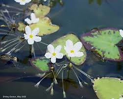 Image result for Nymphoides forbesiana