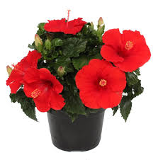 Image result for Hibiscus noldeae