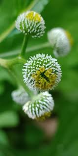 Image result for Dichrocephala