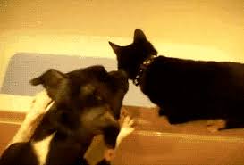 # cute # animals # bat # san diego zoo. Funny Animals Gifs 150 Animated Pics To Have Some Fun