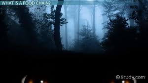 Sign in | recent site activity | report abuse. Rainforest Food Chains Video Lesson Transcript Study Com