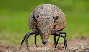 40 very funny photoshopped animal pictures and images. Funny Hybrid Animals The Best 13 Photoshopped Creations