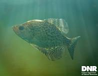 Ichthyology, Starve Hollow SRA