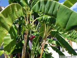 Zoom sur le bananier, une plante d'intérieur aux faux airs d'arbre pour une touche d'exotisme à votre maison. Bananier Du Japon Musa Basjoo Planter Cultiver Multiplier
