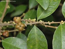 Image result for Cleistanthus