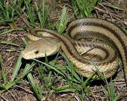 Eastern Rat Snake Florida Backyard Snakes Rat Snake Snake Rat Snake Florida
