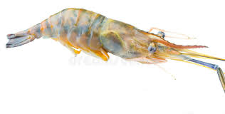 Contact udang galah on messenger. Giant River Freshwater Prawn Xi Stock Photo Image Of Background Ingredient 35125068