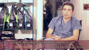 Pire Tasmasi Kullaniyorsam Pire Damlasina Gerek Var Mi Youtube