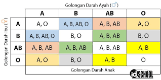 Persilangan Golongan Darah Pada Manusia Idschool