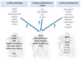 Basic anatomy and pathophysiologyplease visit: Jcdd Free Full Text The Role Of Non Coding Rna In Congenital Heart Diseases Html