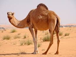 Since enum classes are classes, all other rules for formatting classes apply. Essay On Camel In Hindi Language Essay Ki Duniya