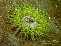 Image result for Aneilema nicholsonii