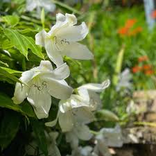 Image result for Crinum harmsii