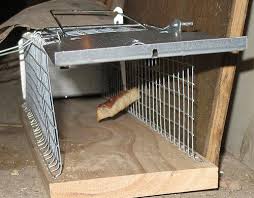 Check spelling or type a new query. Rats In The Garden Identification Treatment Prevention Methods